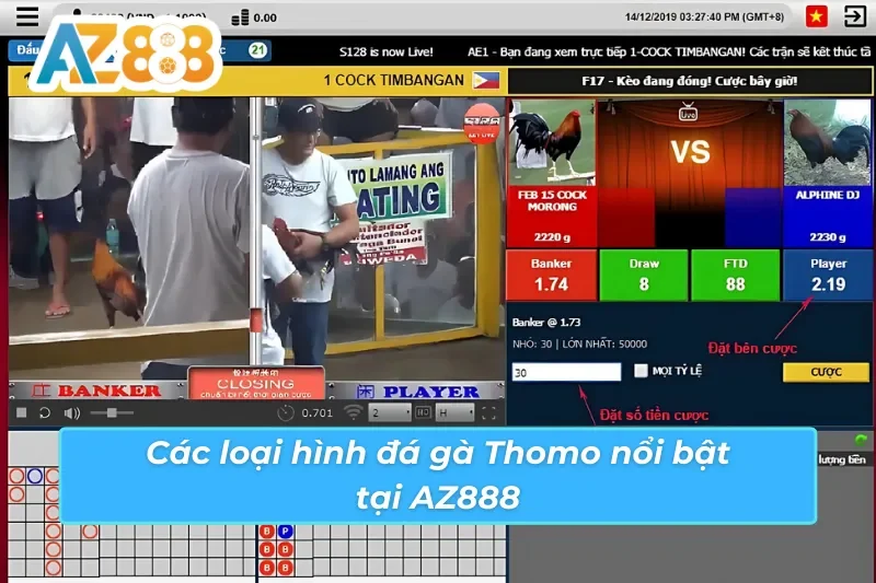 Tổng hợp các loại hình đá gà Thomo AZ888 phổ biến